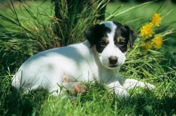 Parson Jack Russell Terrier Cachorrinho Semanas — Fotografia de Stock