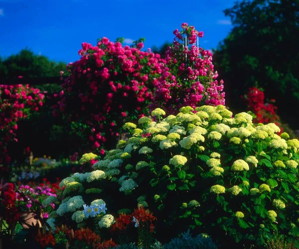 Hortensji Kwiaty Rosnące Ogrodzie — Zdjęcie stockowe