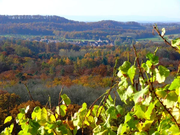 Sonbaharda Diefenbach Sternenfels Wrttemberg Şarabı Wrttemberg Şarap Yetiştiren Bölgesi Sonbaharda — Stok fotoğraf
