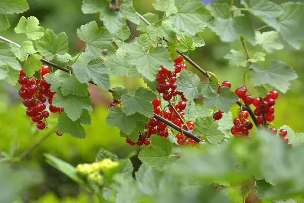 Rote Johannisbeeren Garten — Stockfoto