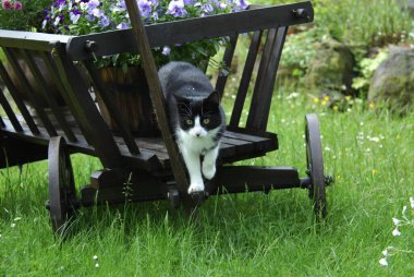 Domestic cat in a ladder cart, cat in an old wildcat (Felis silvestris) forma catus, domesticus clipart