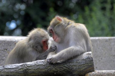 Stuttgart, zoological botanical garden Wilhelma, japanese macaque (Macaca fuscata), snow monkey, red-faced macaque clipart