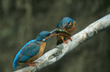 Kingfisher (Alcedo Ispida) Pair with worm in beak clipart