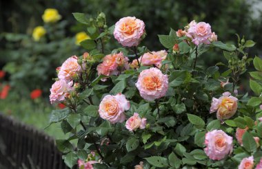 Shrub roses in the garden, pink and orange flowering, rose garden in Oberderdingen clipart