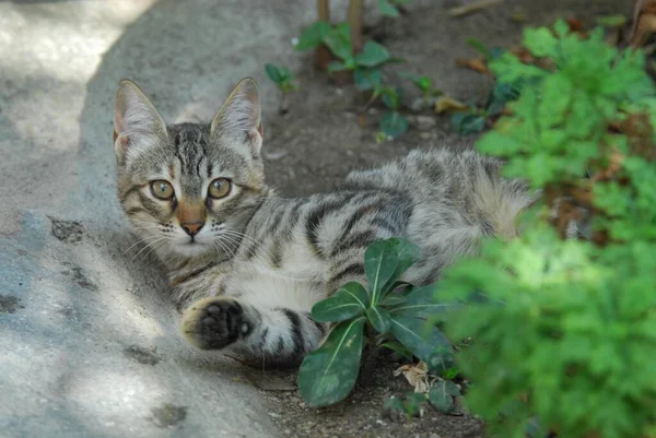 Genç Evcil Kedi Yavrusu Tekir Yerde Sürünüyor Kiklad Yunanistan — Stok fotoğraf