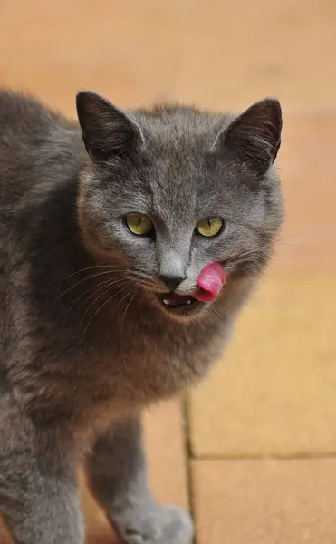家猫在灰色 卡图西亚猫 英国雪貂 Bkh 英国雪貂在花园 舌头舔 — 图库照片