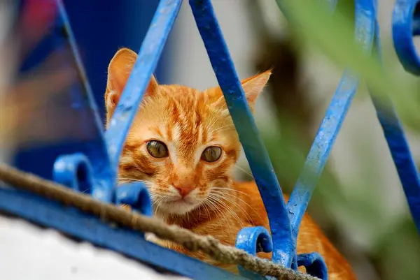 Fiatal Belföldi Cica Vörös Tabby Kukucskál Keresztül Egy Kovácsoltvas Kerítés — Stock Fotó