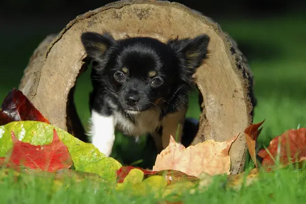 Junger Chihuahua Monate Alt Rüde Langhaarige Trikolore Stehend Einem Hohlen — Stockfoto