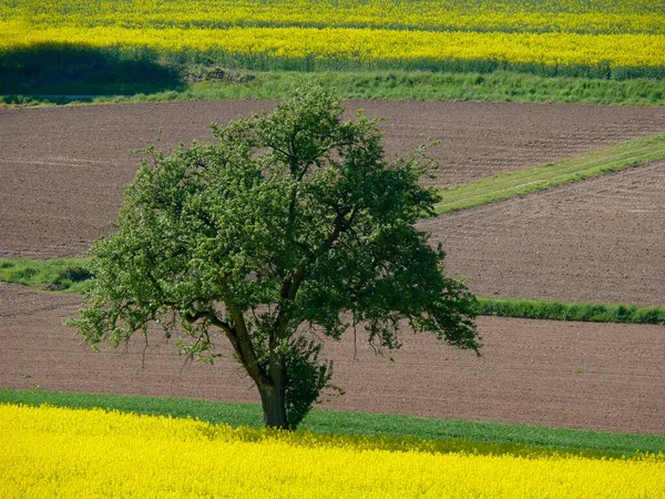 Våldtäktsfält Våldtäktsfält Blommande Kraichgau Vår Landskap — Stockfoto