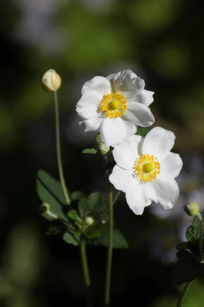 Trädgård Med Fleråriga Blommor Sten Japanska Anemon Anemone Hupehensis Sten — Stockfoto