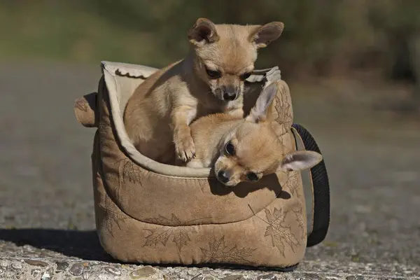 Cachorros Chihuahua Pelo Corto Semanas Hembras Sentados Juntos Portador Perros —  Fotos de Stock