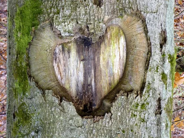 Maulbronn Heart Shape Beech Trunk — Stock Photo, Image