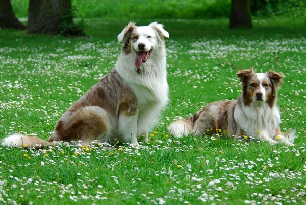 Two Australian Shepherds, red-merle, side by side in a meadow with daisies, FCI Standard No. 342 (provisional), two Australian Shepherds, side by side in a meadow with domestic dog (canis lupus familiaris)