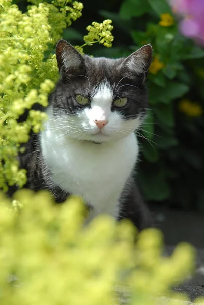 国内猫 ブラックスモーク ホワイト レディのマントル 肖像画 ノンスリーショートヘア ブラックスモーク ホワイトの背後にある黄色の花の背後にある仲間 レディーのマントル ワイルドキャット — ストック写真