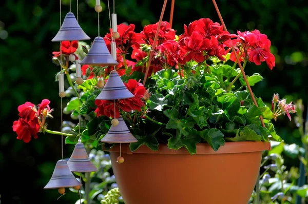 Hanging Geraniums Hanging Basket Plant — Stock Photo, Image