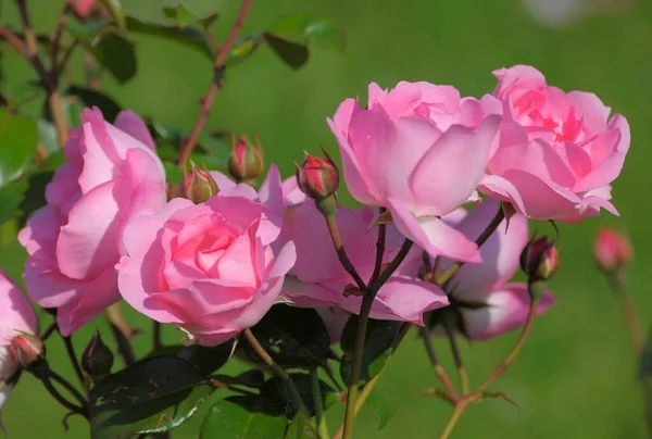 Mawar Merah Muda Taman — Stok Foto