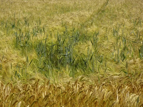 小麦を使ったライフィールド — ストック写真