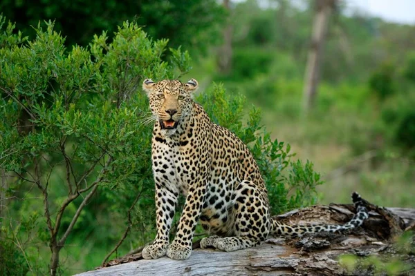 Leopardo Panthera Pardus Kruger National Park África Sul Sabisabi Private — Fotografia de Stock