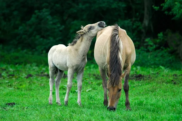 Dlmen Wild Horses Mare Foal Wild Herd Merfelder Bruch Westphalia — Stock Photo, Image