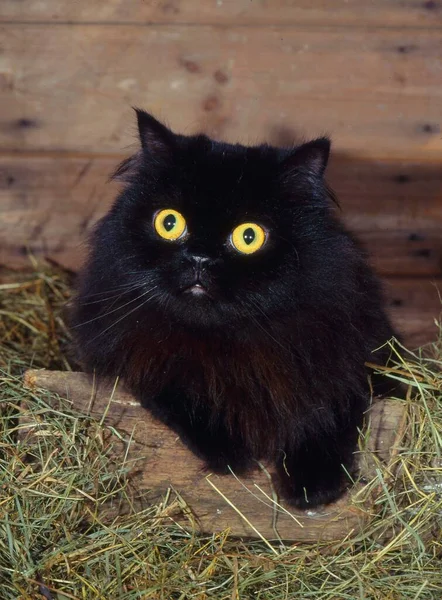 Gato Preto Persa Com Olhos Amarelos — Fotografia de Stock