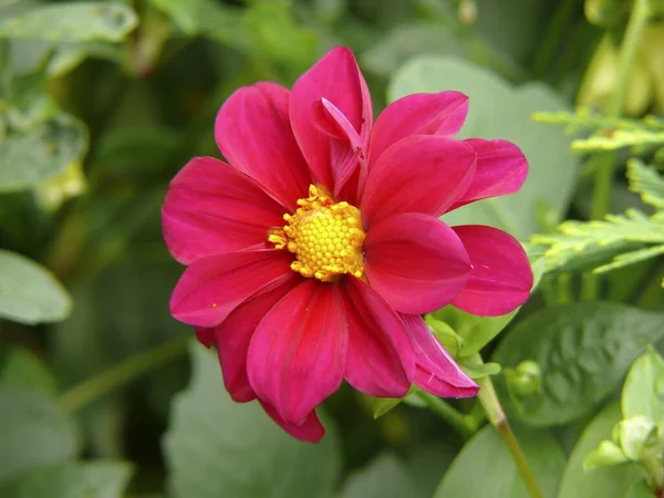 Dahlia Rouge Floraison Unique Dans Jardin — Photo