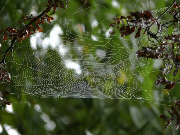 Hämähäkinverkko Köydellä — kuvapankkivalokuva