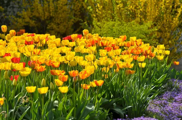 Yaz Bahçesinde Güzel Lale Çiçekleri — Stok fotoğraf