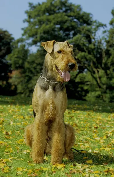 Airedale Terrier Waterside Terrier Bingley Terrier Fci Standard —  Fotos de Stock