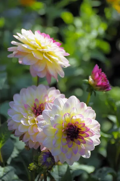 Klejnoty Kwitnące Ogrodzie Dahlia Hybride — Zdjęcie stockowe