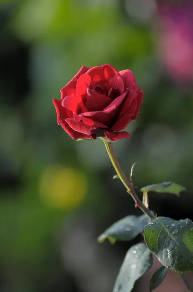 Einzelne Rote Rosen Blühen Garten — Stockfoto