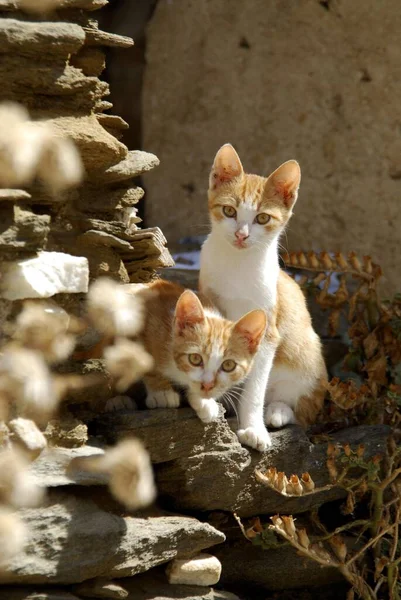ロッキーウォール ティノスアイランド キクラデス ギリシャ 二匹の子猫 二匹の子猫 サイクラデス ギリシャ 横に岩壁 キクラデス — ストック写真