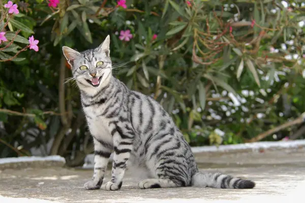 Doméstico Gato Prata Tabby Miaows Tinos Island Cyclades Greece Cat — Fotografia de Stock