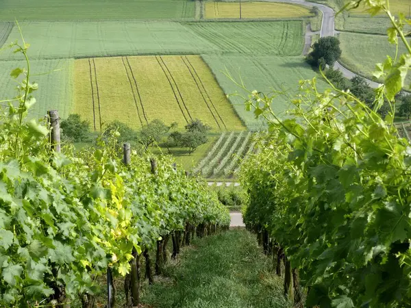 Fields Vineyards Forest Landscape Kraichgau Eppingen Baden Wrttemberg Germany Europe — Stock Photo, Image