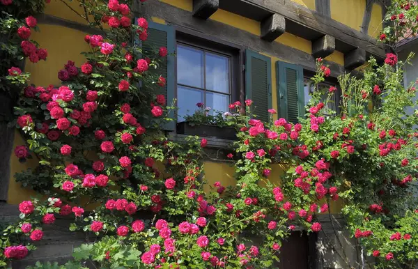 Κόκκινα Τριαντάφυλλα Αναρρίχηση Ανθοφορία Στον Τοίχο Του Σπιτιού Τριαντάφυλλο Στον — Φωτογραφία Αρχείου