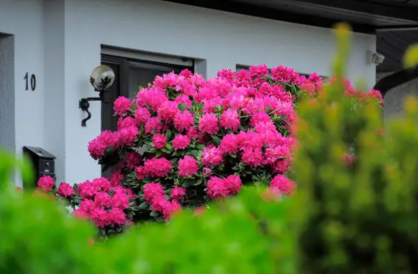 Rhododendron Flowering House — Stock Photo, Image