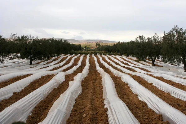 Felder Mit Palmplanen Der Nähe Von Sbeitla Anfang März Tunesien — Stockfoto