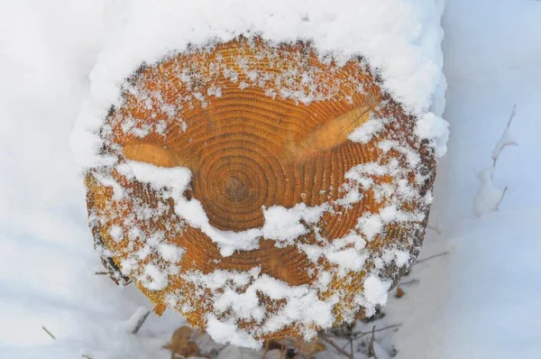 Log Snow Annual Rings — Stock Photo, Image