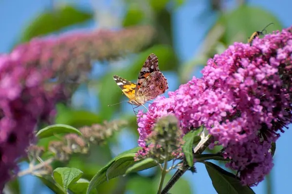 バタフライ ブッシュ 夏ライラック 蝶の茂みまたはライラックの槍のシスル バタフライに描かれた女性 ヴァネッサ カルデイ — ストック写真