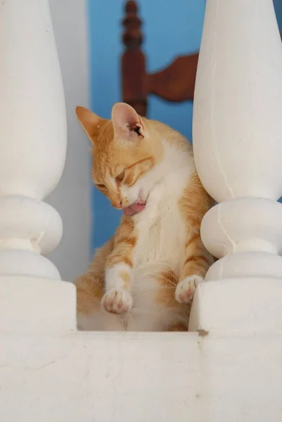 Młody Kotek Domowy Red Tabby White Siedzi Balkonie Między Balustradą — Zdjęcie stockowe