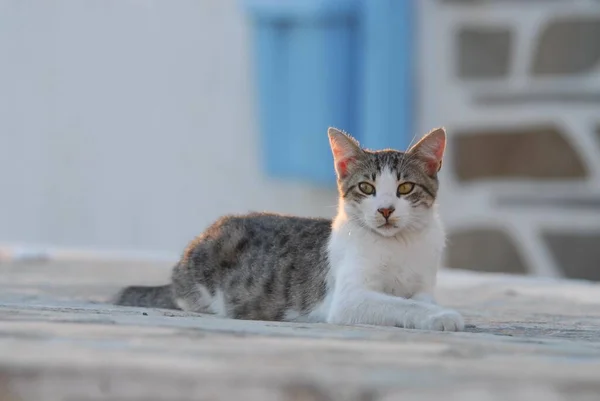 国内の猫 灰色のタビーと白は 夜の光の中でギリシャの路地に横たわっています キクラデス ギリシャ 非プリーツリーワイルドキャット フェリスシルベストリス ヨーロッパ — ストック写真