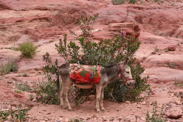 A riding donkey in Petra waiting for customers, Jordan, Asia