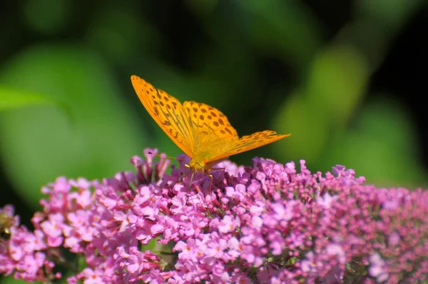 Schmetterling Kaisermantel Auf Schmetterlingsstrauch Sommerflieder — Stockfoto