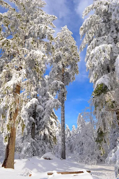 冬のコニービス近くの黒い森 雪と森 雪景色 雪に覆われた木 冬の黒い森 — ストック写真