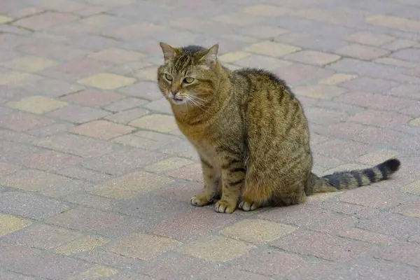 Kot Domowy Makrela Siedzi Saremar — Zdjęcie stockowe