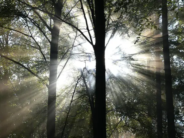 Foresta Decidua Primavera Nebbia Nella Foresta Raggi Sole Nella Foresta — Foto Stock