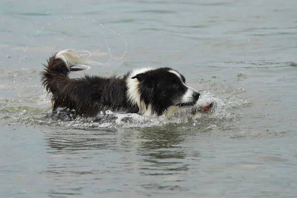 Border collie swims in water, FCI standard no. 297/1. 1, border collie is swimming