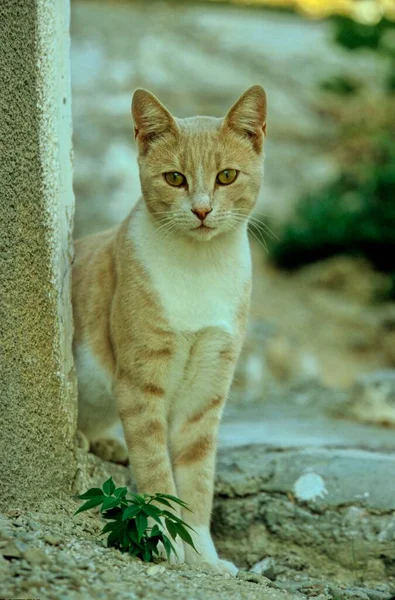 Czerwono Biały Kot Czerwony Biały Kociak Siedzi Ścianie Domu Dom — Zdjęcie stockowe