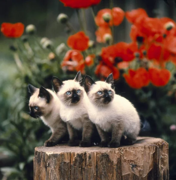 Siamské Kočky Pařezu — Stock fotografie