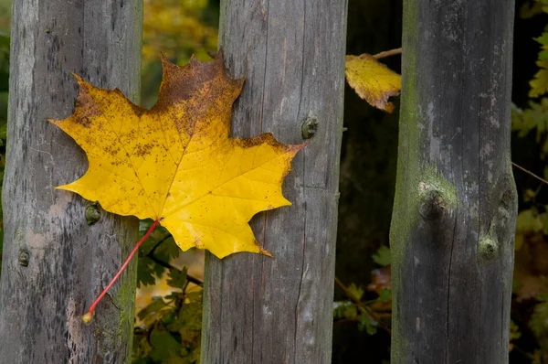 Осенний Лист Заборе — стоковое фото