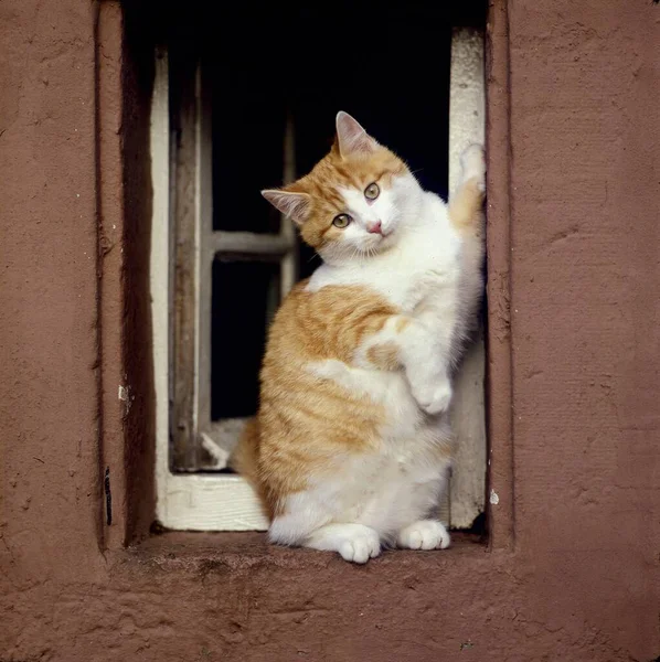 窓に赤い白い家猫がいる — ストック写真